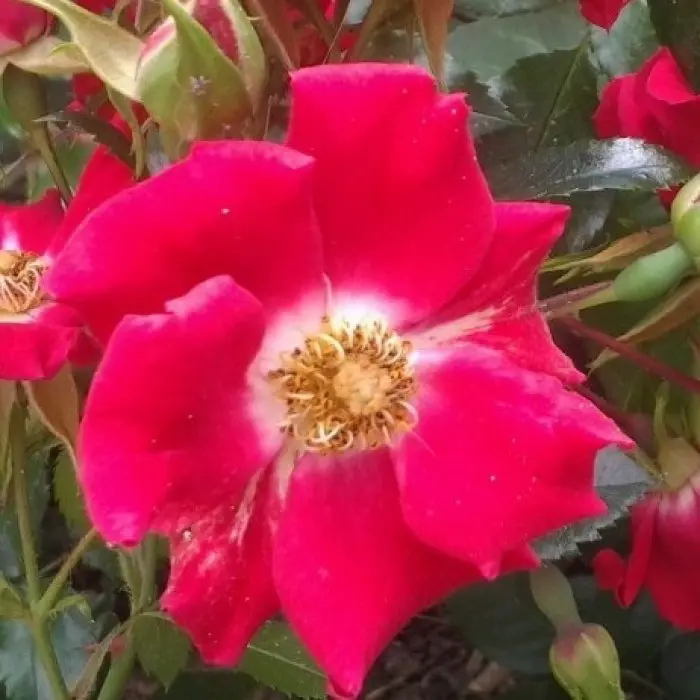 Роза почвопокровная Ред Свани С4 купить за 950 р. в садовом центре АСТ  Медовое