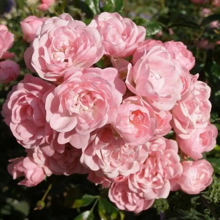 Роза почвопокровная Фейри C1,5 корнесобственная купить за 590 р. в садовом центре АСТ Медовое