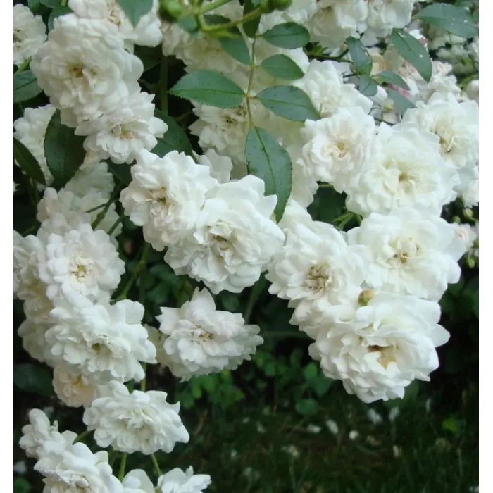 Роза почвопокровная Вайт Фейри C1,5 корнесобственная купить за 950 р. в  садовом центре АСТ Медовое