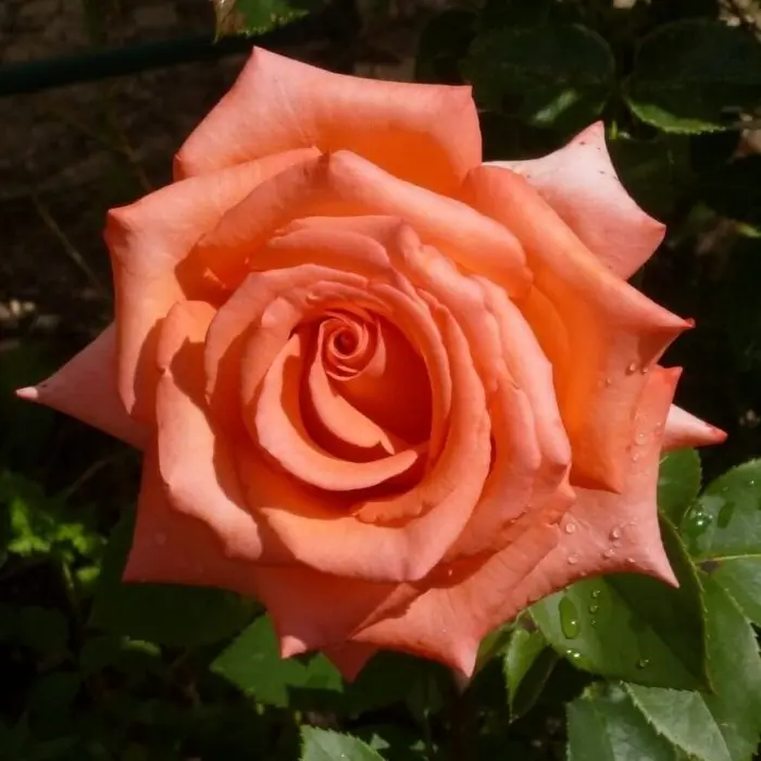 Роза чайно-гибридная Импульс (туба а/ф Сибирский сад) купить за 450 р. в  садовом центре АСТ Медовое