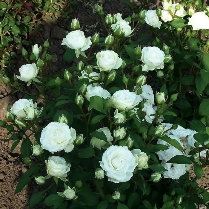 Роза спрей Белый (туба а/ф Сибирский сад) купить за 450 р. в садовом центре АСТ Медовое