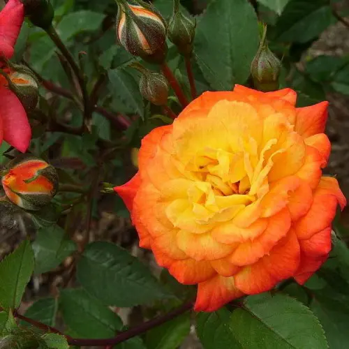 Роза миниатюрная Санмейд С4 купить за 950 р. в садовом центре АСТ Медовое
