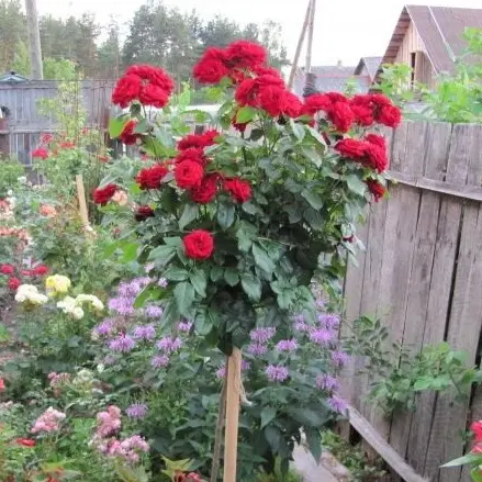 Роза на штамбе Лаваглут PA 90-110 см C10 купить за 4 990 р. в садовом  центре АСТ Медовое