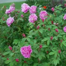 Роза канадская Тереза Багнет С7 корнесобственная