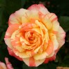 Роза чайно-гибридная Марвел (туба а/ф Монтеагро)