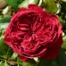Роза на штамбе Алан Сушон PA 90-110 см С10
