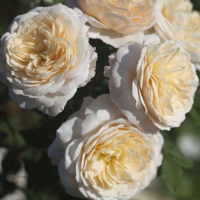 Роза английская Крокус Роуз (Эммануэль) C7