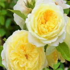 Роза английская Пилигрим С7