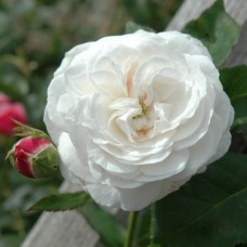 Роза бурбонская Буль де Неж С7