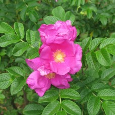 Роза морщинистая (шиповник) Рубра С5 Н40-60 см