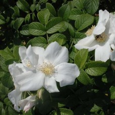 Роза морщинистая (шиповник) Альба С5 Н40-60 см