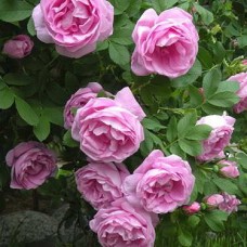 Роза канадская Васагейминг С7 корнесобственная