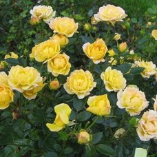 Роза почвопокровная Еллоу Фейри Р9