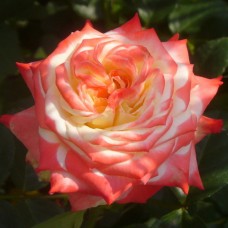Роза чайно-гибридная Императрица Фарах (туба а/ф Монтеагро)