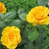 Роза чайно-гибридная Керио С7