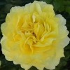 Роза чайно-гибридная Тулуз Лотрек С7
