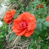 Роза канадская Моден Файрглоу С3/4 корнесобственная
