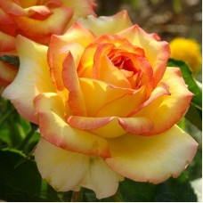 Роза чайно-гибридная Амбианс С4