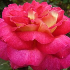 Роза чайно-гибридная Большой (туба а/ф Монтеагро)
