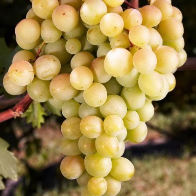 Виноград плодовый Восторг С3