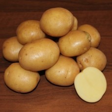 Картофель семенной Колобок (репродукция элита 10 шт/уп.)