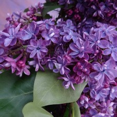 Сирень обыкновенная Виолетта С3 Н30-40 см