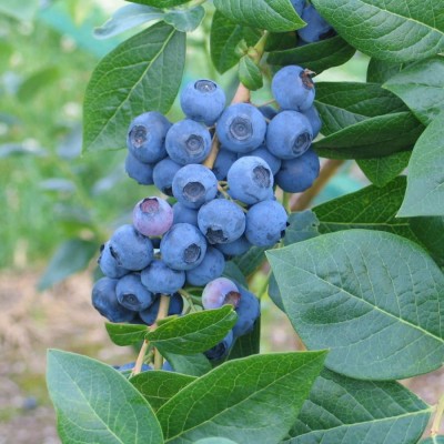 Голубика садовая Аврора С5 Н50-70 см