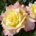 Роза на штамбе Глория Дей PA 90-110 см С10