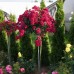 Роза на штамбе Альберих PA 90-110 см С10