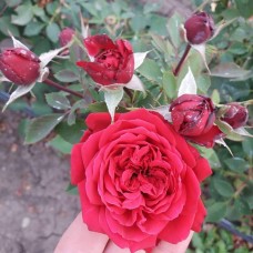Роза флорибунда Рабле (туба а/ф Монтеагро)