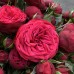 Роза сентифолия Адажио (туба а/ф Семена Алтая)