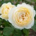 Роза флорибунда Альберта (туба а/ф Семена Алтая)