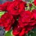 Роза канадская Пандора (туба а/ф Семена Алтая)