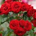 Роза канадская Пандора (туба а/ф Семена Алтая)
