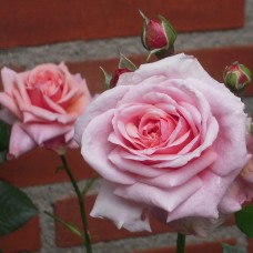 Роза чайно-гибридная Прима (туба а/ф Семена Алтая)