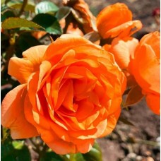 Роза канадская Прометей (туба а/ф Семена Алтая)