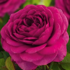 Роза флорибунда Фиолетовая мечта (туба а/ф Семена Алтая)