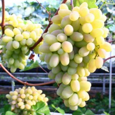 Виноград плодовый Тукай (туба а/ф Семена Алтая)