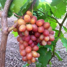 Виноград плодовый Гран при (туба а/ф Семена Алтая)