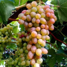 Виноград плодовый Геракл (туба а/ф Семена Алтая)