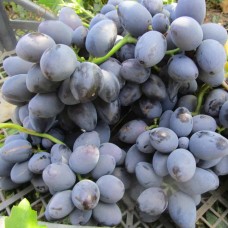 Виноград плодовый Галия (туба а/ф Семена Алтая)
