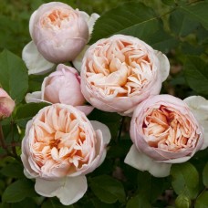 Роза чайно-гибридная Белль Романтика (туба а/ф Семена Алтая)