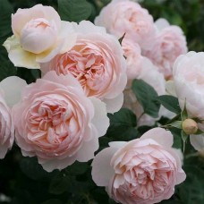 Роза сентифолия Ганимеда (туба а/ф Семена Алтая)