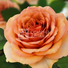 Роза чайно-гибридная Камея (туба а/ф Семена Алтая)
