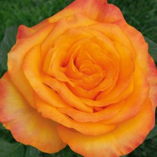 Роза чайно-гибридная Желтая магия (туба а/ф Семена Алтая)