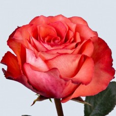 Роза чайно-гибридная Игуана (туба а/ф Семена Алтая)