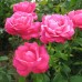 Роза чайно-гибридная Каприз де Майян (туба а/ф Семена Алтая)