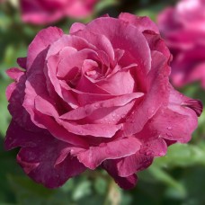 Роза чайно-гибридная Каприз де Майян (туба а/ф Семена Алтая)