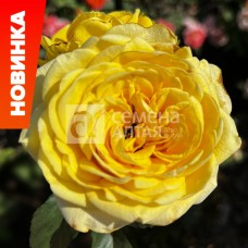 Роза чайно-гибридная Соуза (туба а/ф Семена Алтая)