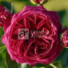 Роза чайно-гибридная Мариетта (туба а/ф Семена Алтая)